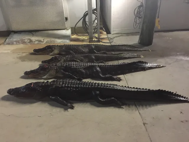 Central Florida Trophy Hunts