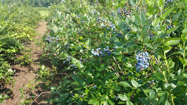 Dexter Blueberry Farm