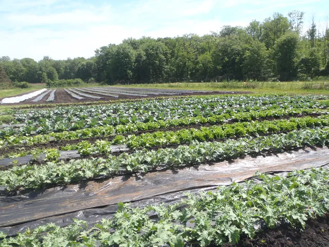 Fresh Meadow Organic Farm