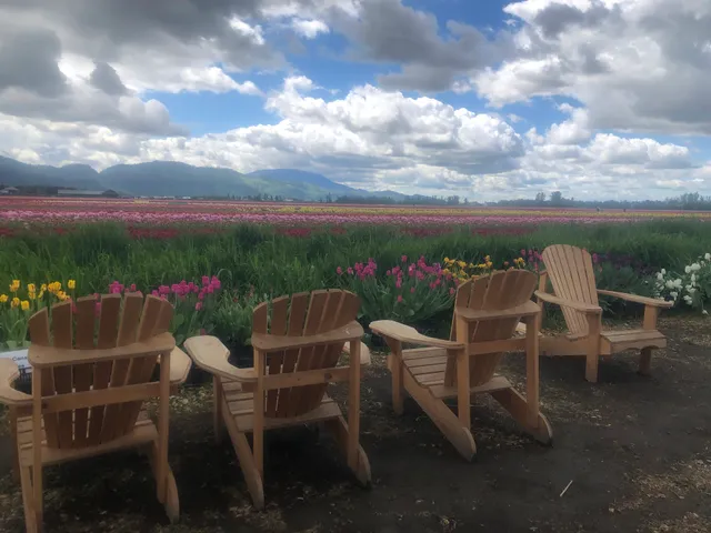Lakeland Flowers, Abbotsford Tulip Festival