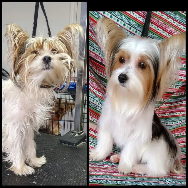 Dog's Day Inn Pet Resort