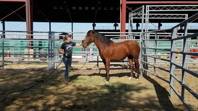 George Ingalls Equestrian Event Center