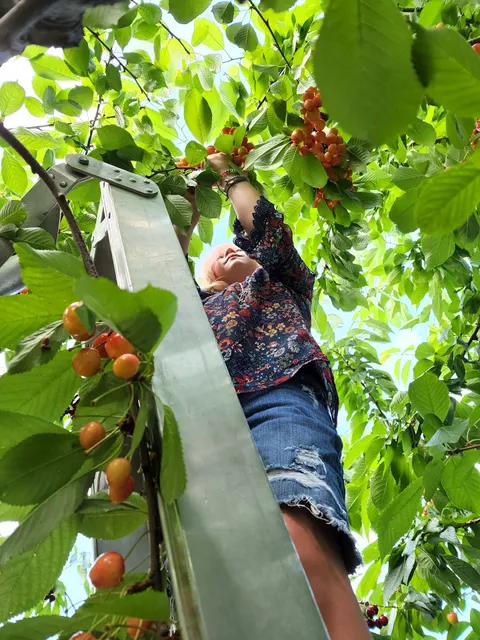 Ridgetop Orchards Home