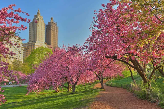 Allée of Kwanzan Cherry Blossom Trees