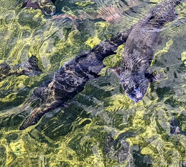 White Sulphur Springs National Fish Hatchery
