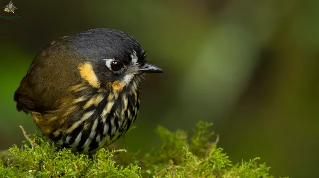 Bogota Birding & Colombia Wildlife Tours