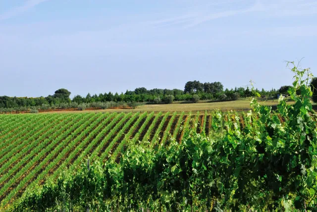 Cantine Vivito Poggibonsi (Cantina Colline del Chianti)