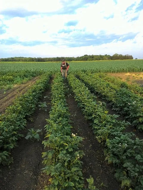 Four Sisters Fresh Produce