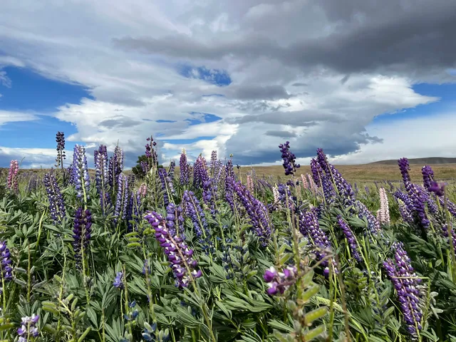 Lupins Flower-sea