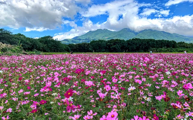 關渡花海