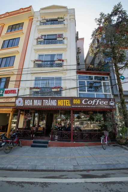 Hoa mai trắng sapa hotel &Coffee