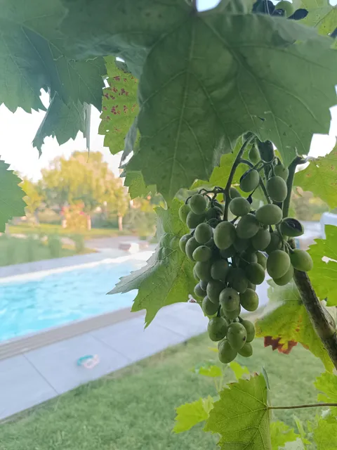 Chalupa v Merunkovem sadu