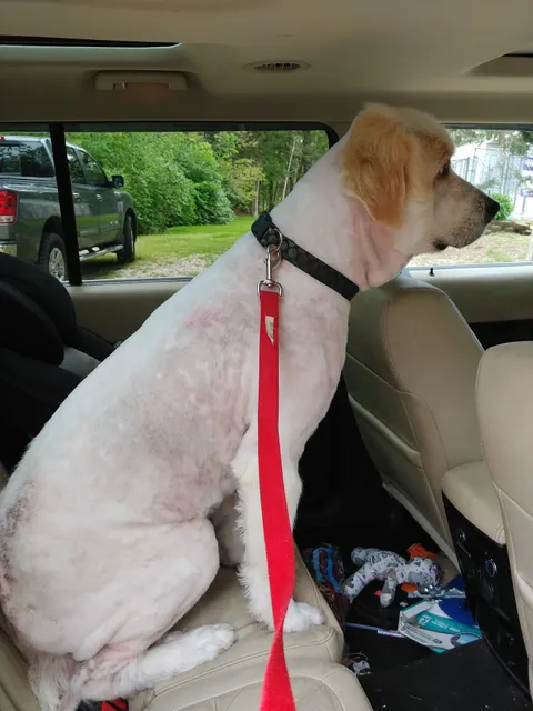 Shadowood Pet Resort