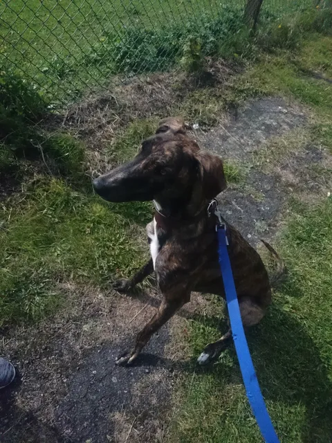 Brysons Animal Shelter