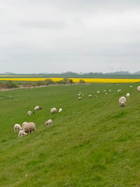 Ferienwohnungen Haus Wattengrund ( Büsum / Westerdeichstrich ) Ferienwohnung Nordsee