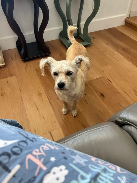 Ocotillo Animal Clinic & Pet Resort