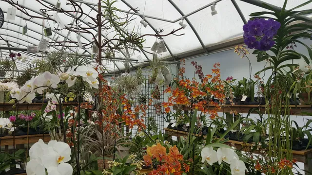 Appalachian Tropicals