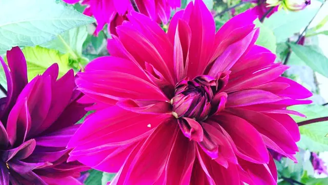 The Plant kingdom Greenhouse and Nursery, Inc