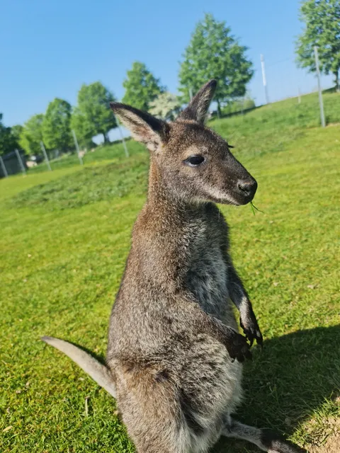 Tiergehege am Goldenen Stern