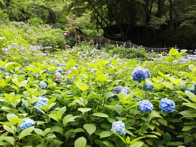 Mt. Ohira Scenic Park