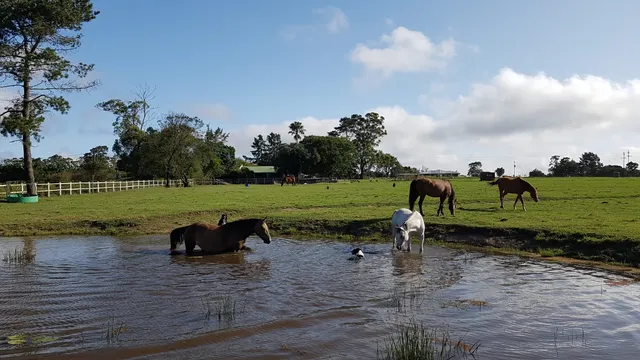 Highway West Stables & Accommodation