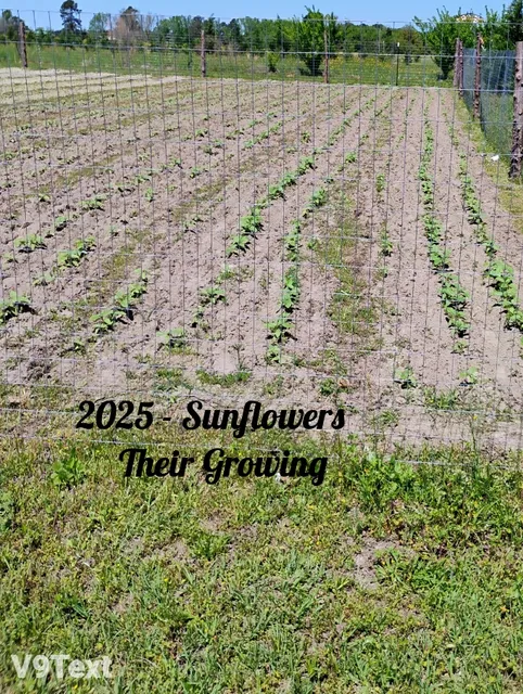 Bessie's Flower Farm & Smilax Hunters