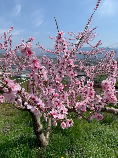 Iijima U-Pick Fruit Farm
