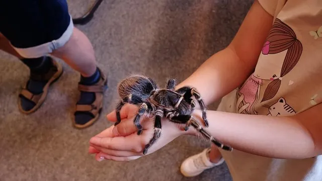 Mini KrabbelZoo - Krabbelzoo hautnah