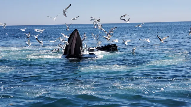 Cape Ann Whale Watch
