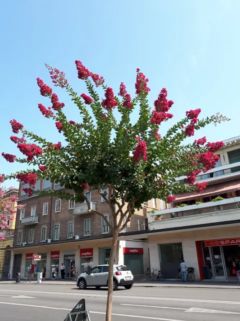 Despar Cavour Market