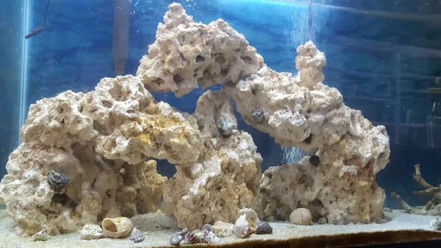 ARC Reef (Atlantic Reef Conservation)