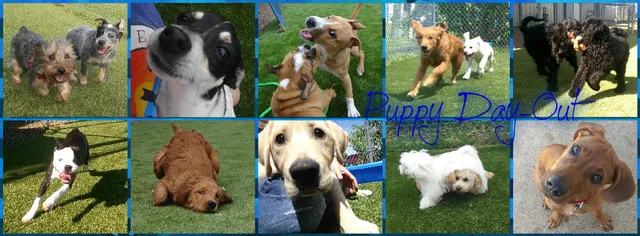 Bayside Bed and Biscuit