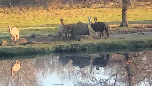 Hidden Pastures Luxury Fiber Farm