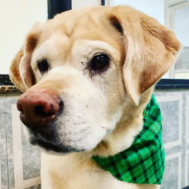 Cappoochino's Dog Wash and Grooming Salon