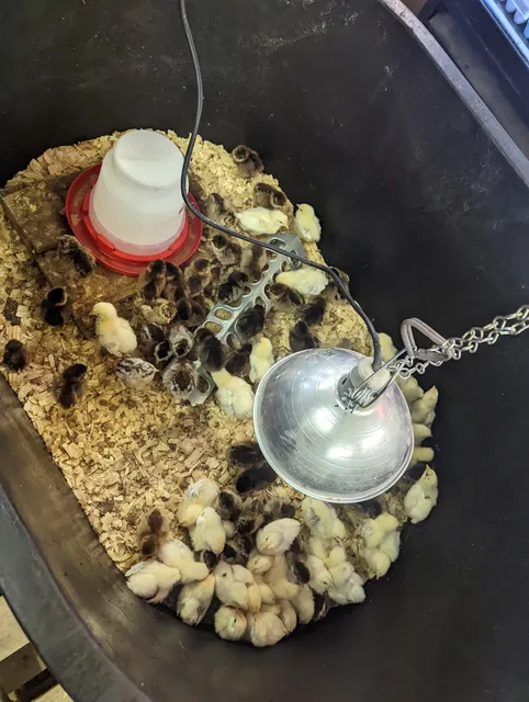 Flying RF Feed & Farm Supply