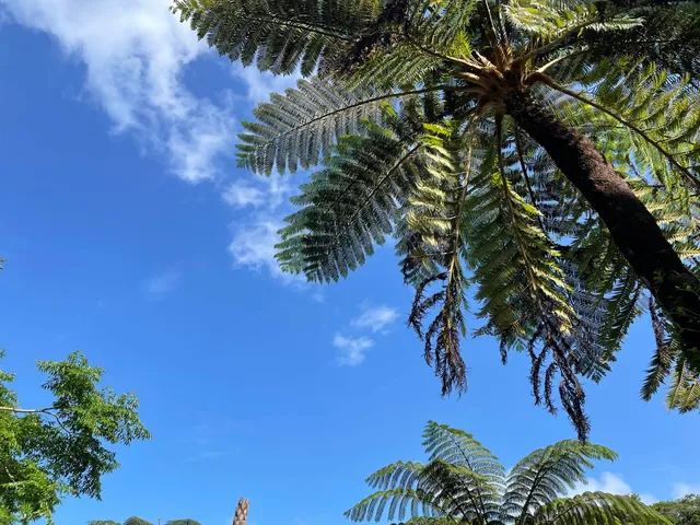 Nakayama coffee farm