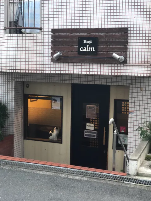 Cat café calm