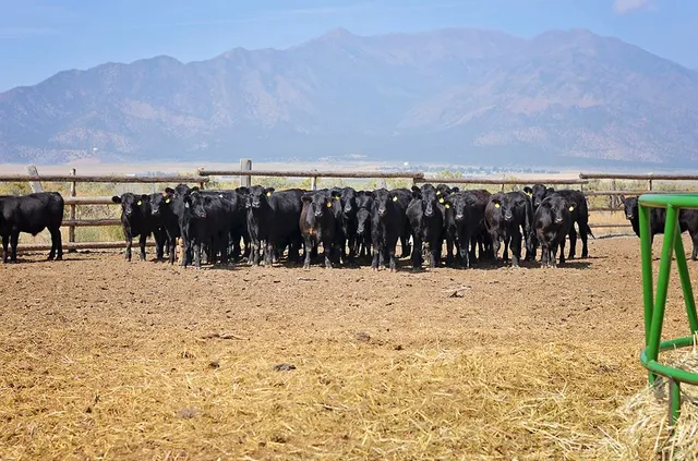 Christiansens Family Farm-All Natural Beef and Pork
