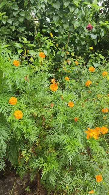 Kaayalkaatt Homestay