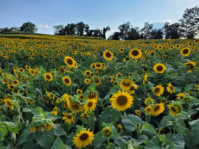 Schwirian Farm Sunflower Fields