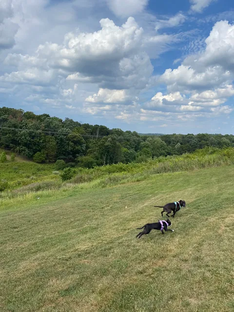 Piedmont Woods Dog Park