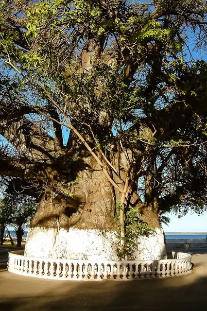 Le Baobab de Majunga