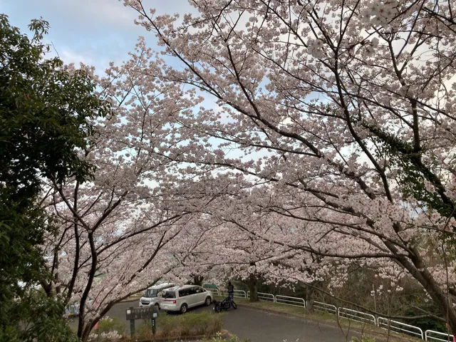Cherry Blossom Trees in Shiroishi