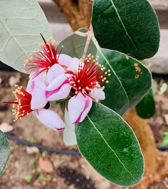 University of Alberta Botanic Garden
