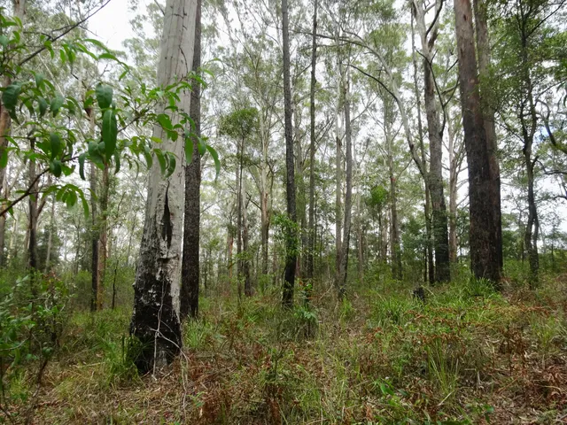 Sheldon Forest Walking Track