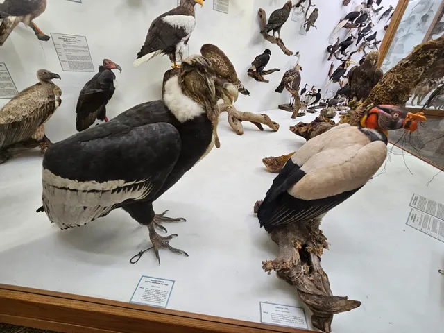 World Museum of Natural History