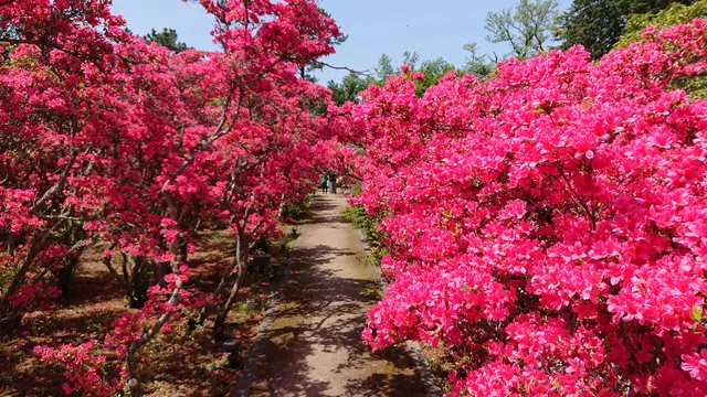 Komuroyama Azalea Garden