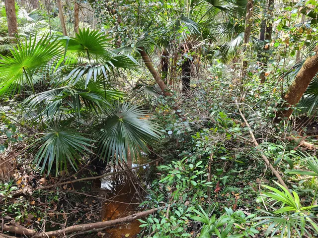 Depot Beach Rainforest walk