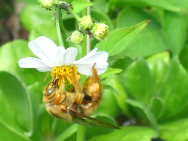 Big Island Bees