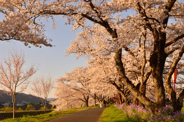 Hiikawa Riverbank Cherry Blossoms